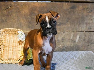 Boxer dogs Nutmeg - Ad 18