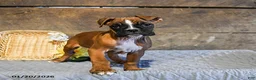Boxer dogs for sale: Nutmeg - Ad 1
