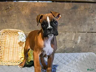 Boxer dogs Nutmeg - Ad 39