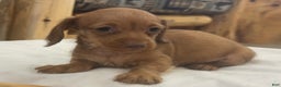 Miniature Dachshund dogs for sale: Penny - Ad 3