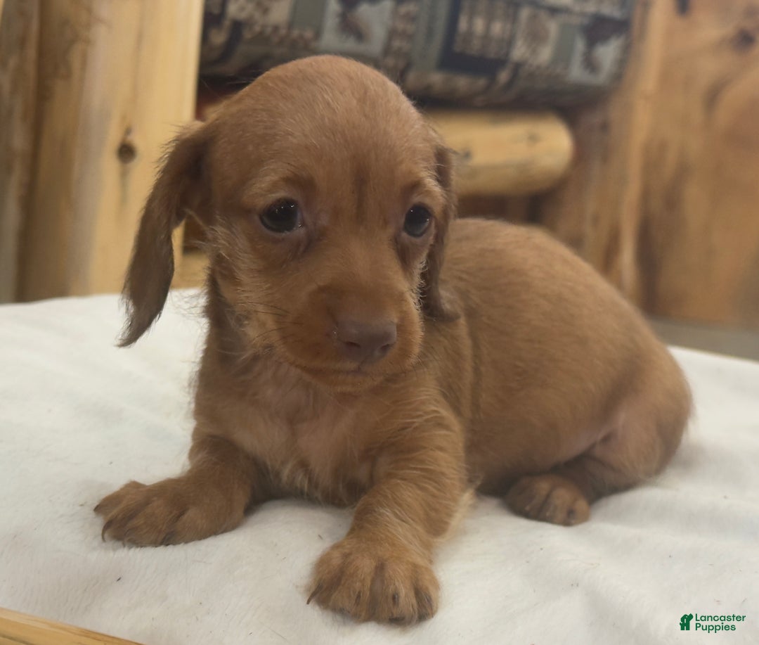 Miniature Dachshund dogs for sale: Penny - Ad 3