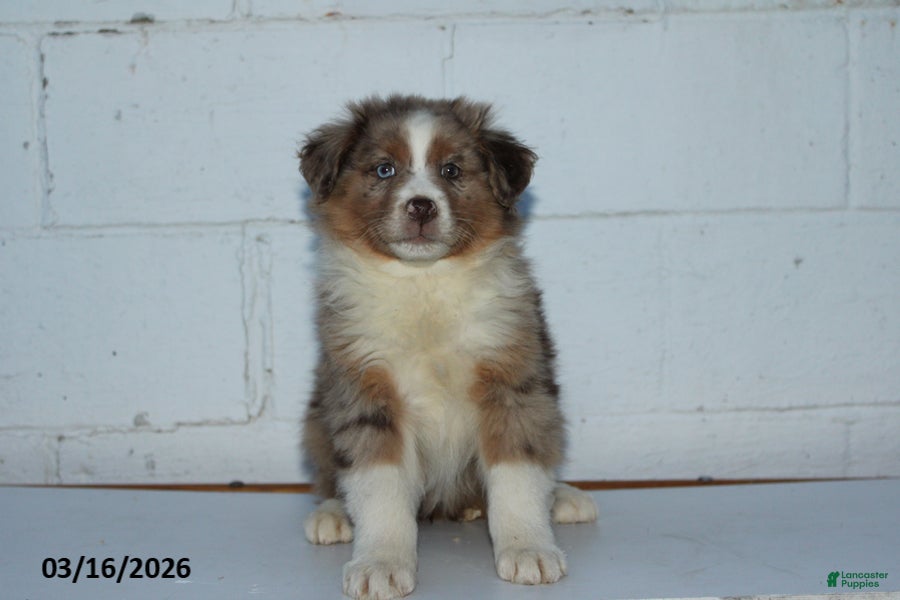 Australian Shepherd dogs Rosie - Ad 1