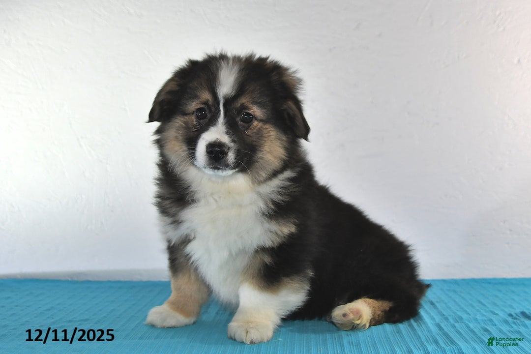 Mixed Breed dogs for sale: Toni - Ad 5