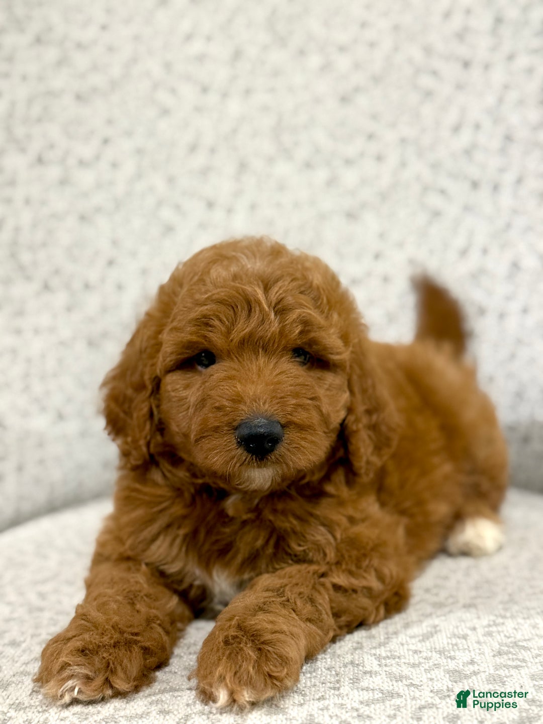 Goldendoodle dogs for sale: Pearl - Ad 10