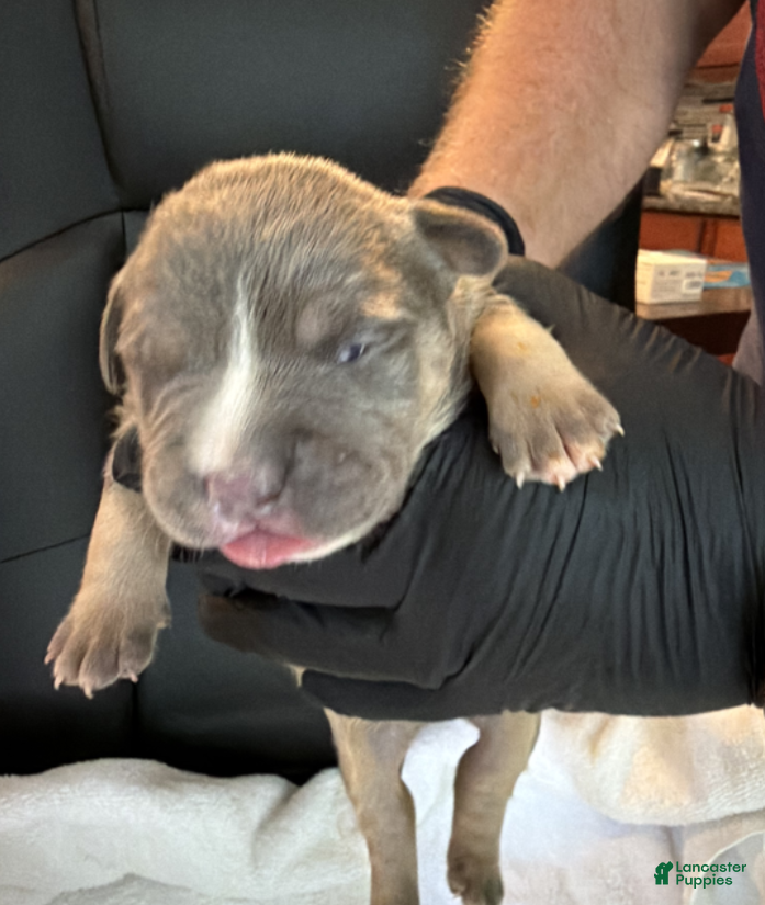 American Bully dogs Dennis - Ad 1
