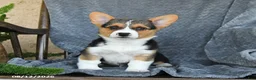Welsh Corgi Pembroke dogs for sale: Flora - Ad 5