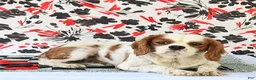 Cavalier King Charles Spaniel dogs for sale: Kody - Ad 6