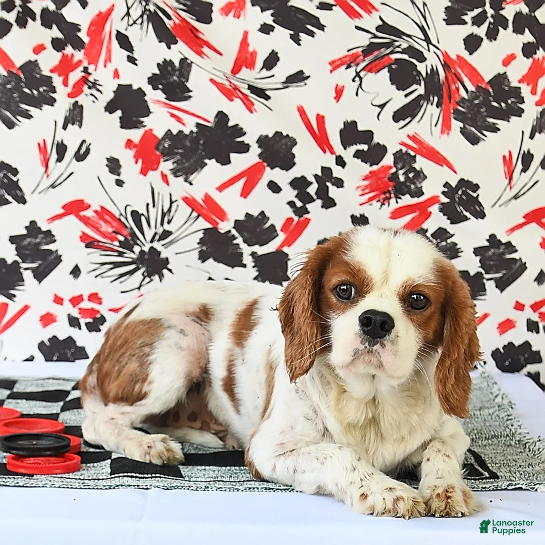 Cavalier King Charles Spaniel dogs for sale: Kody - Ad 6