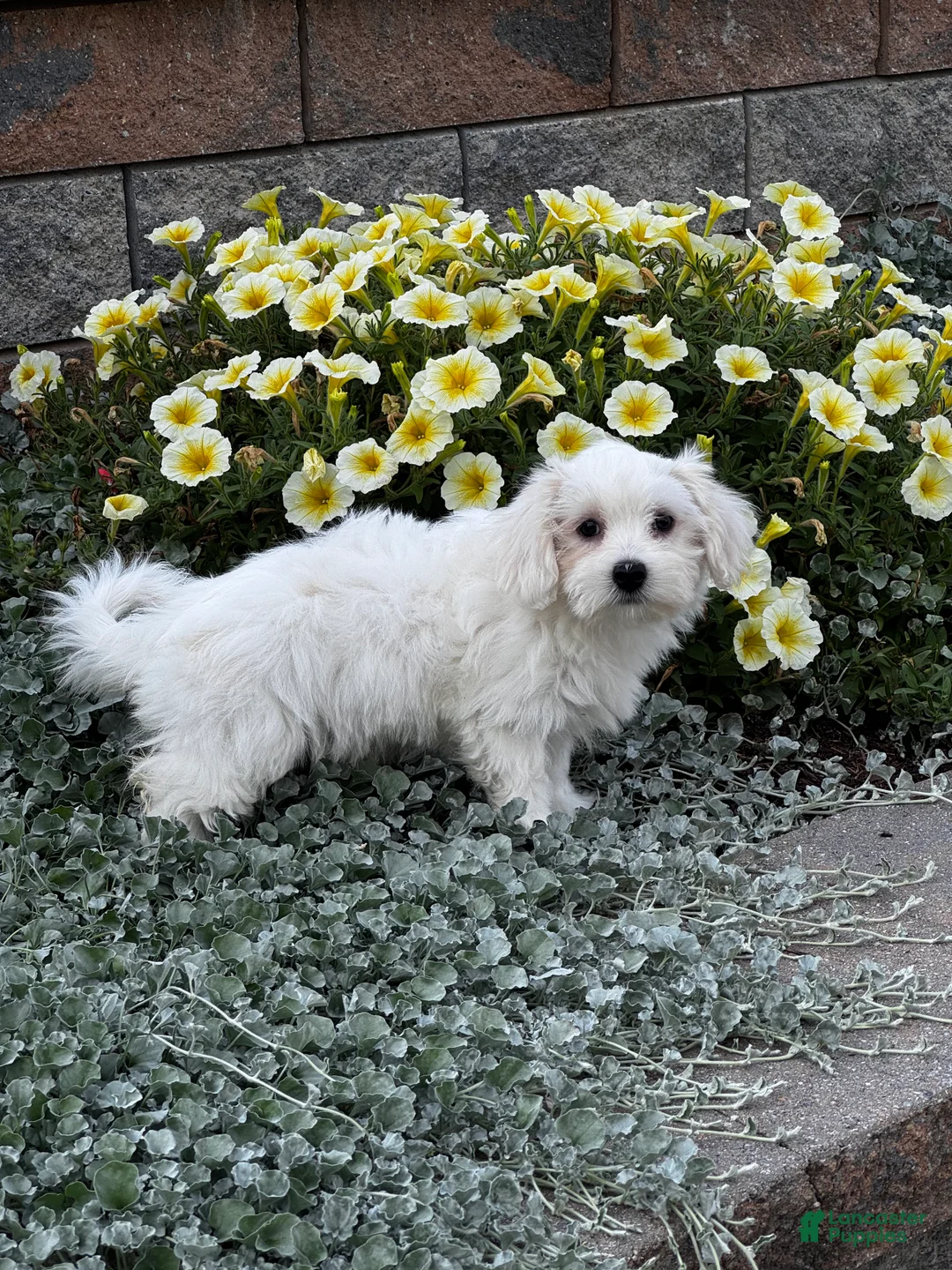 Coton De Tulear dogs for sale: Candy - Ad 5