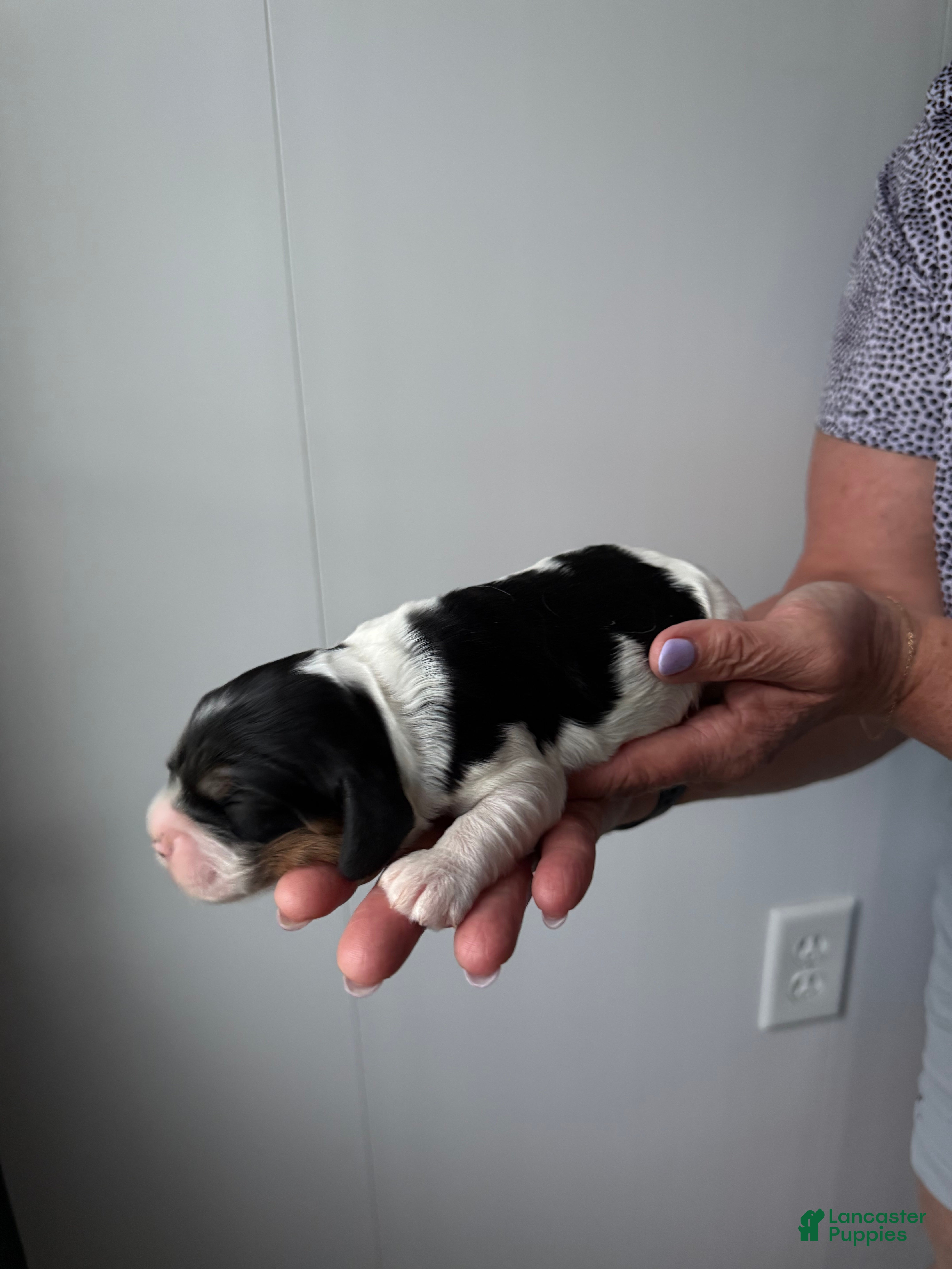 Cocker Spaniel dogs Emmett - Ad 1