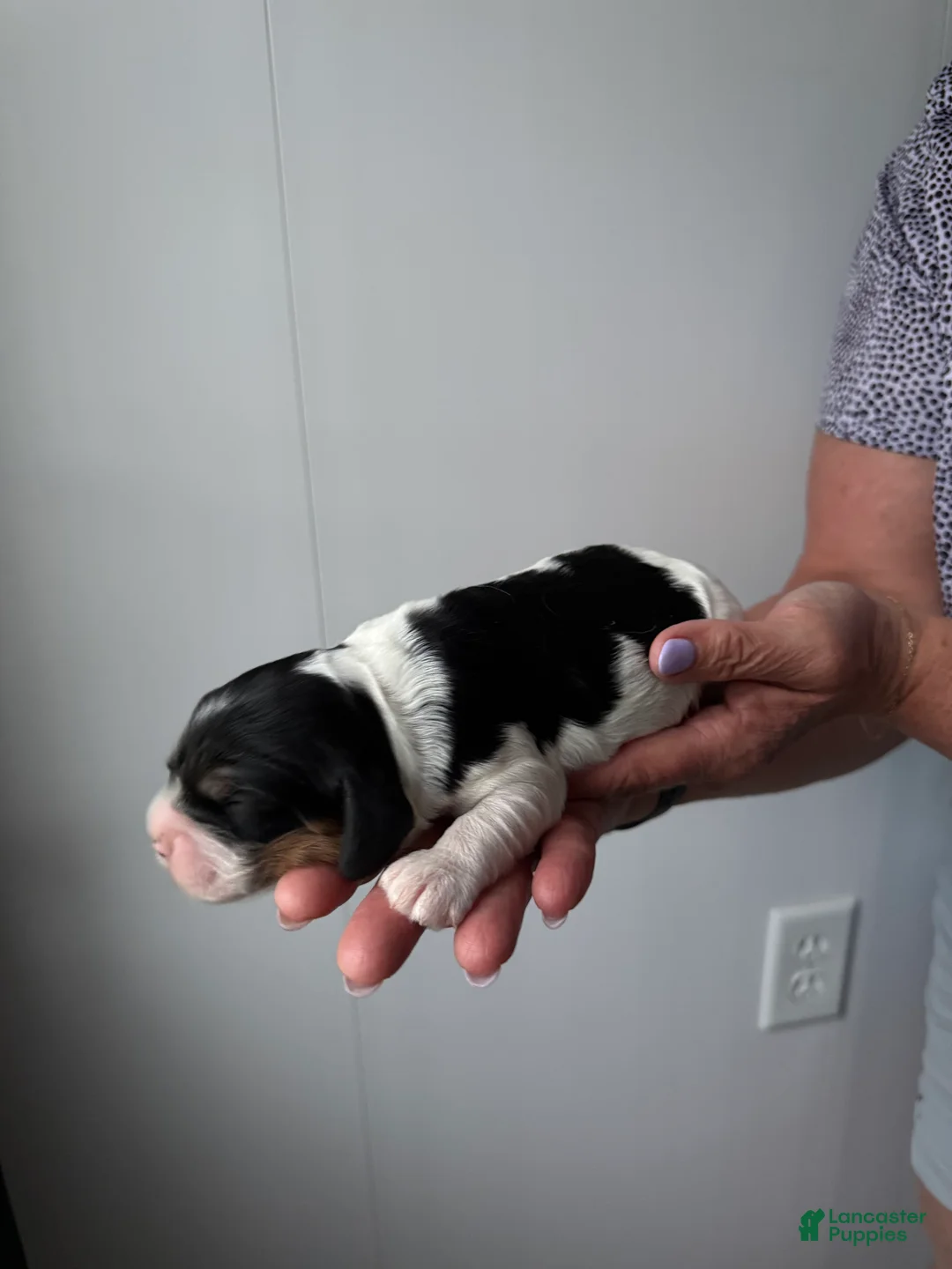 Cocker Spaniel dogs for sale: Emmett - Ad 1