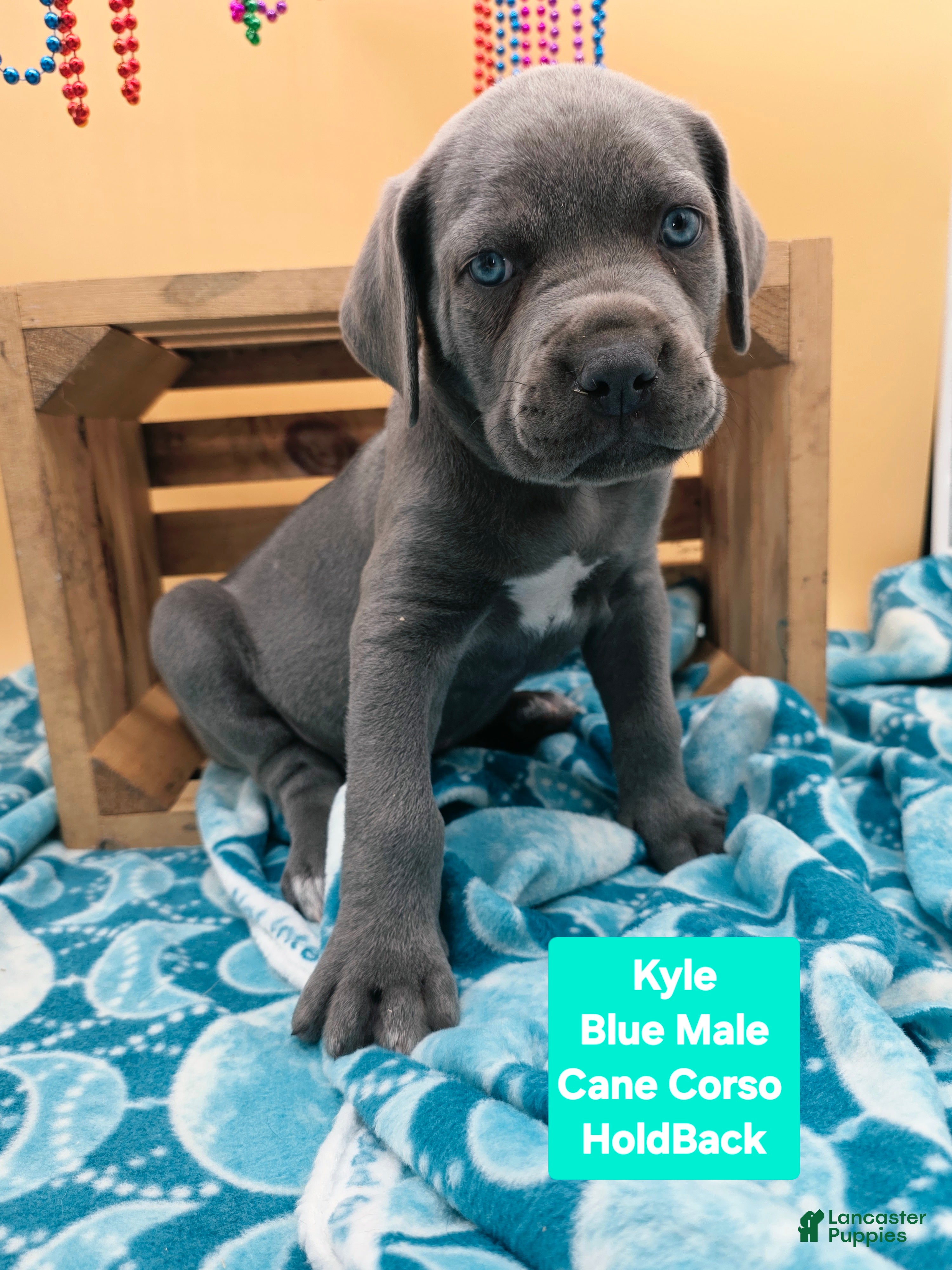 Cane Corso dogs Kyle  - Ad 1