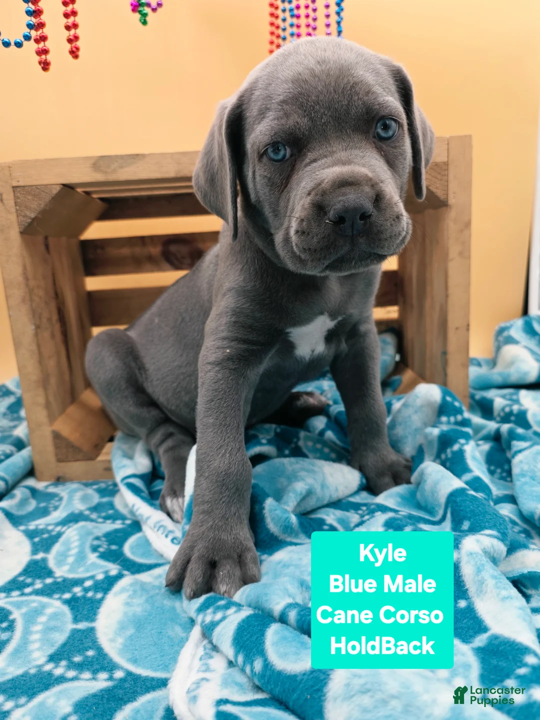 Cane Corso dogs for sale: Kyle  - Ad 1