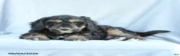 Mini Bernedoodle dogs for sale: Murphy - Ad 2
