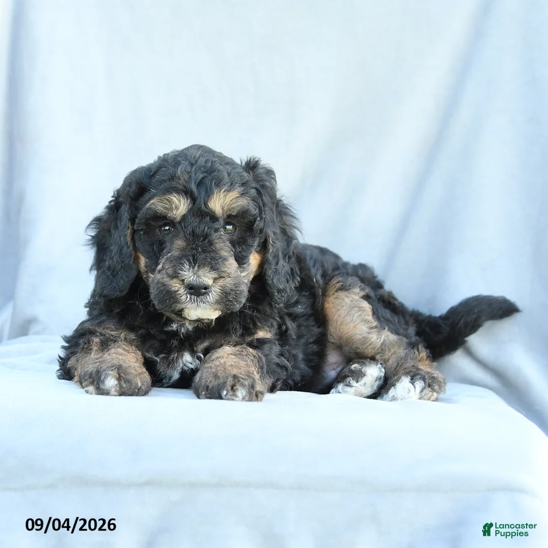 Mini Bernedoodle dogs for sale: Murphy - Ad 2