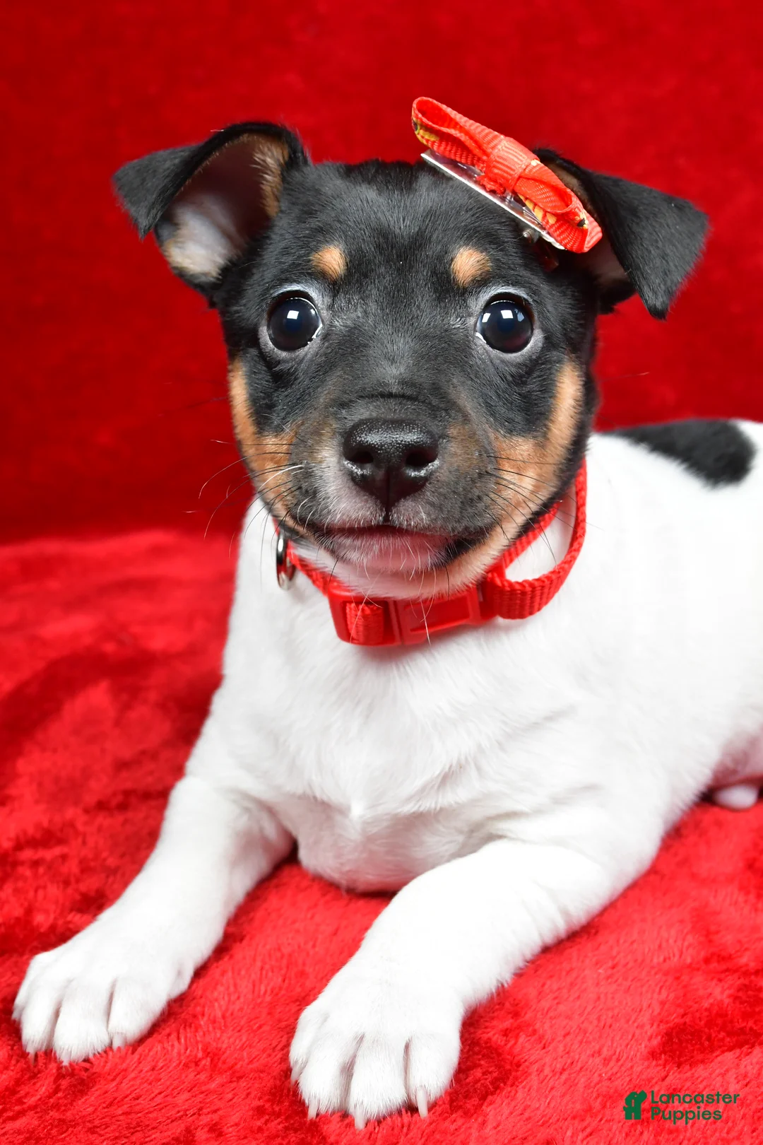 Toy Fox Terrier dogs for sale: Nemo - Ad 2