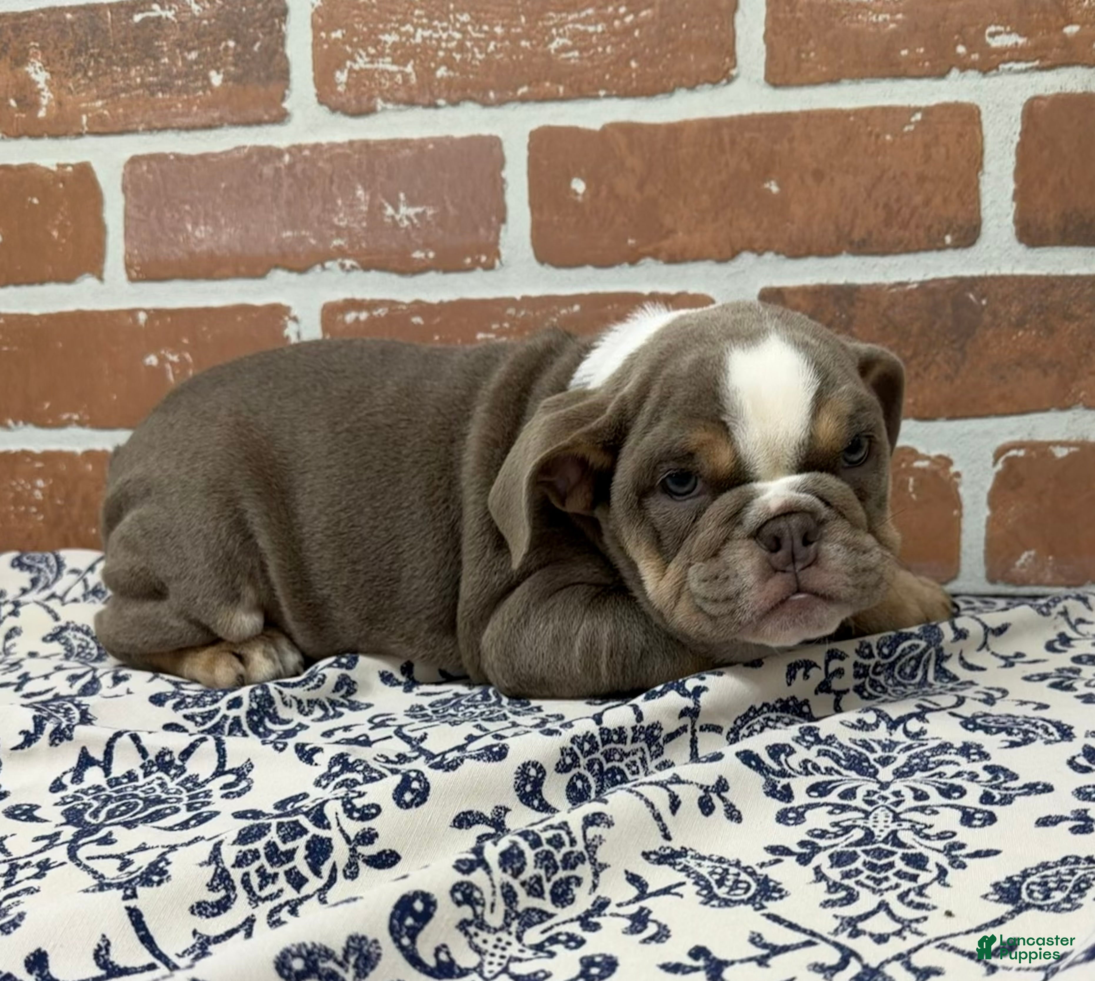 English Bulldog dogs Ellie - Ad 2