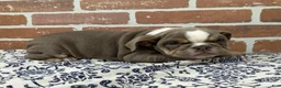 English Bulldog dogs for sale: Ellie - Ad 2