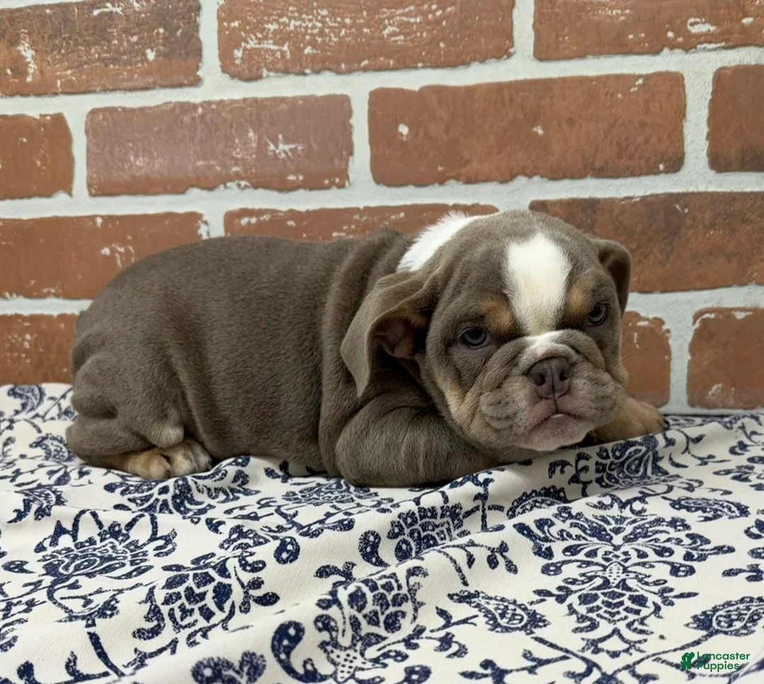 English Bulldog dogs for sale: Ellie - Ad 2