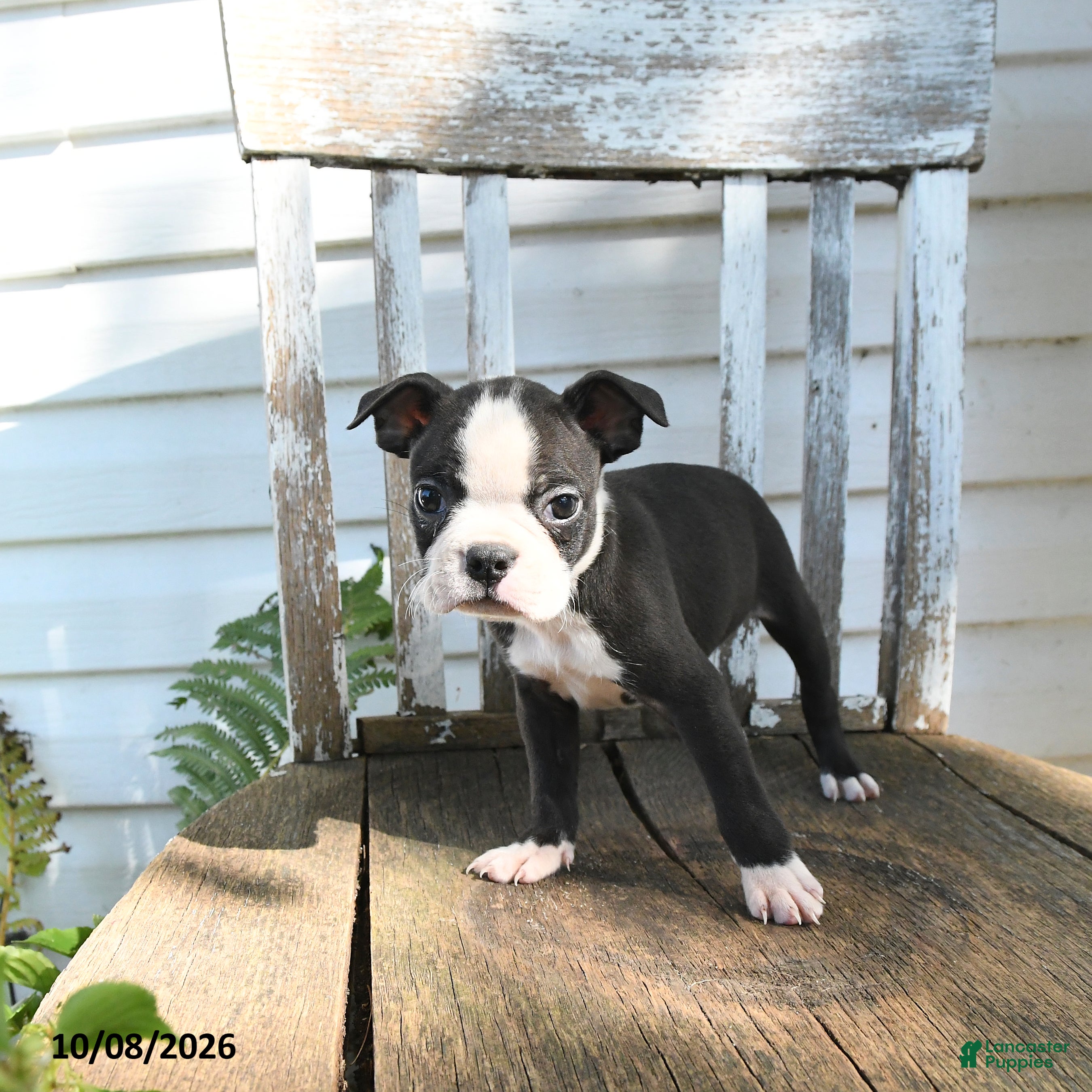 Boston Terrier dogs Cleo - Ad 2