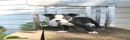 Boston Terrier dogs for sale: Cleo - Ad 2