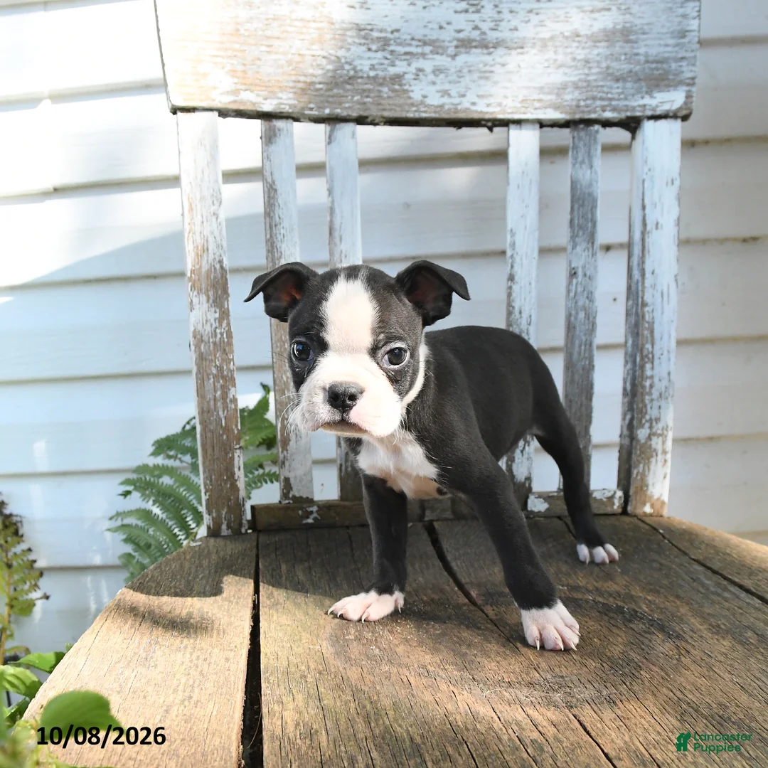 Boston Terrier dogs for sale: Cleo - Ad 2