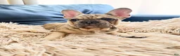 French Bulldog dogs for sale: French Bulldog Puppy - Ad 1