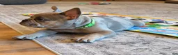 French Bulldog dogs for sale: Sprout  - Ad 3