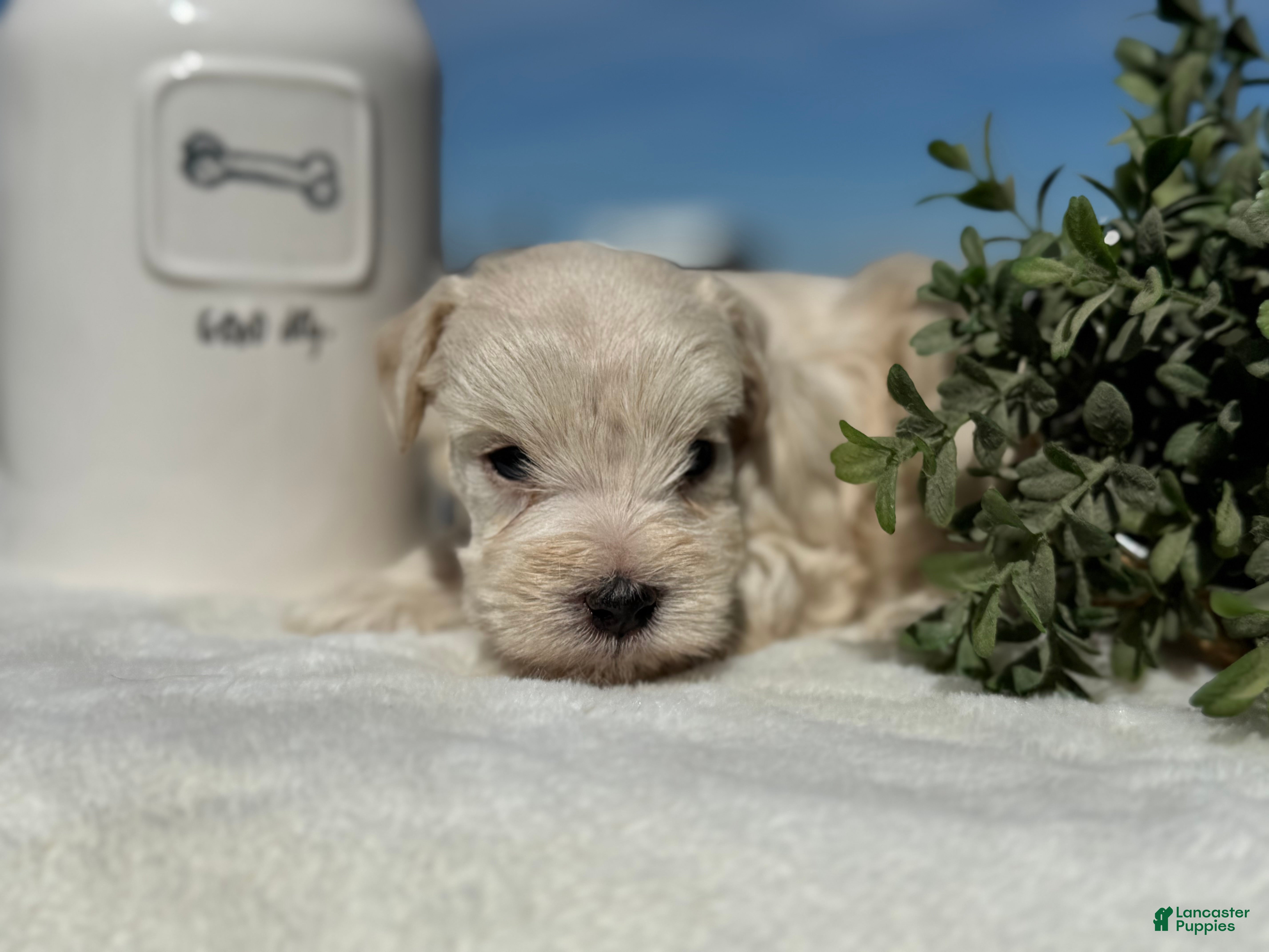 Miniature Schnauzer dogs Mr Sleet - Ad 2