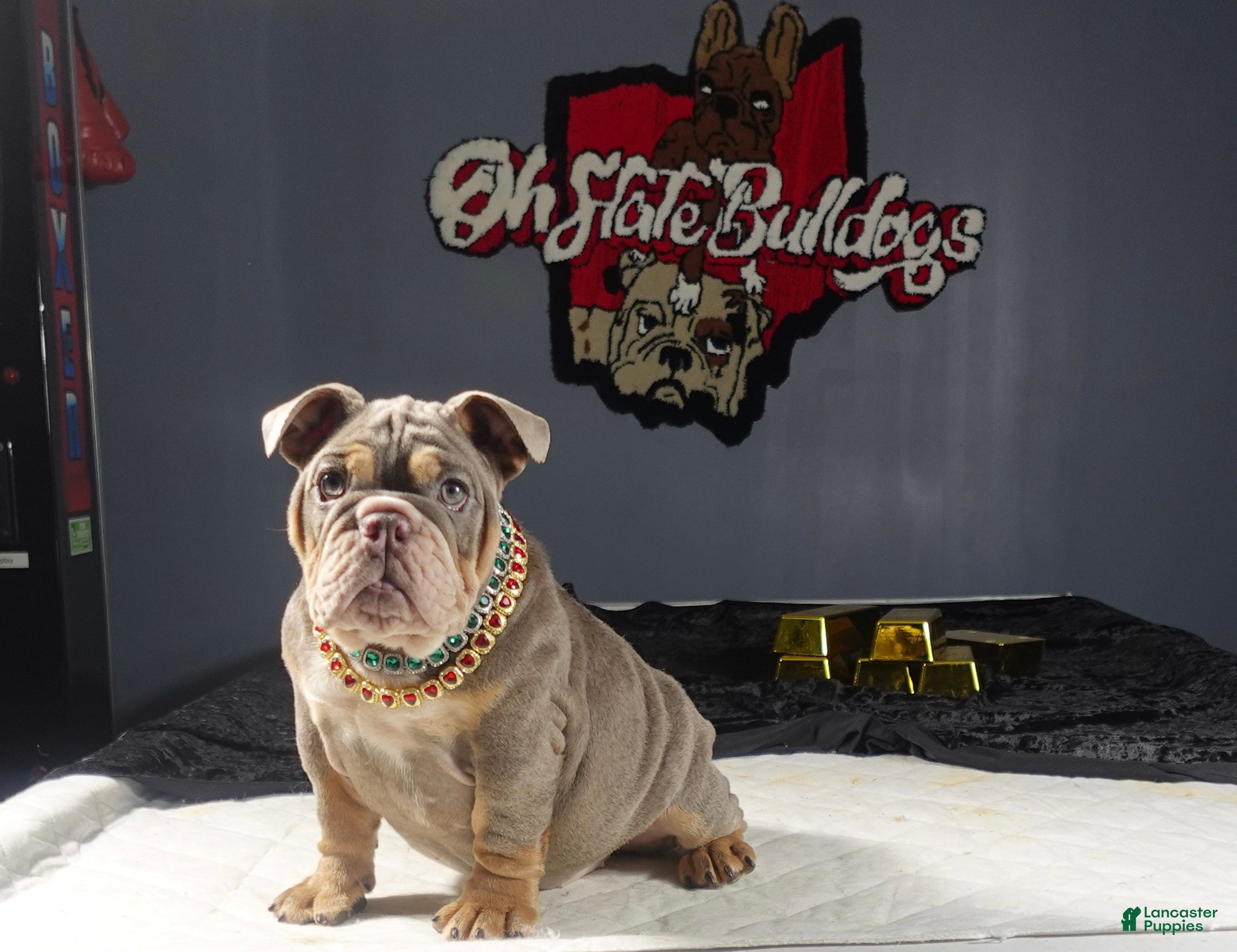 Lilac Tri Old English Bulldog Stud Lilac Tri Merle Olde English