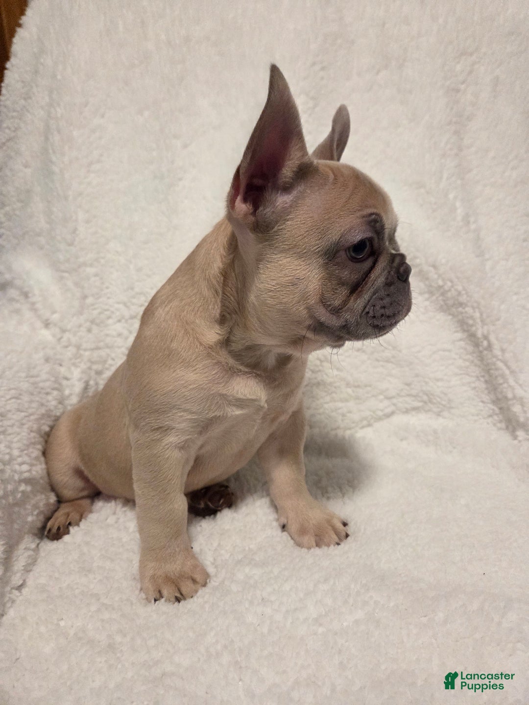 French Bulldog dogs for sale: French Bulldog Puppy 1 - Ad 2