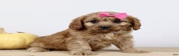 Cavapoo dogs for sale: Macey - Ad 2