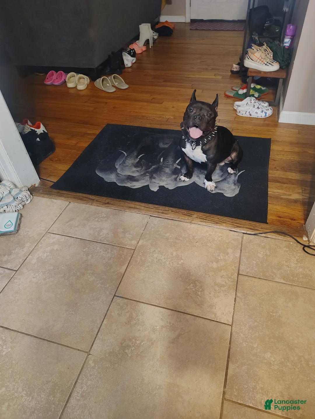American Pit Bull Terrier dogs for sale: Frenchie  - Ad 2