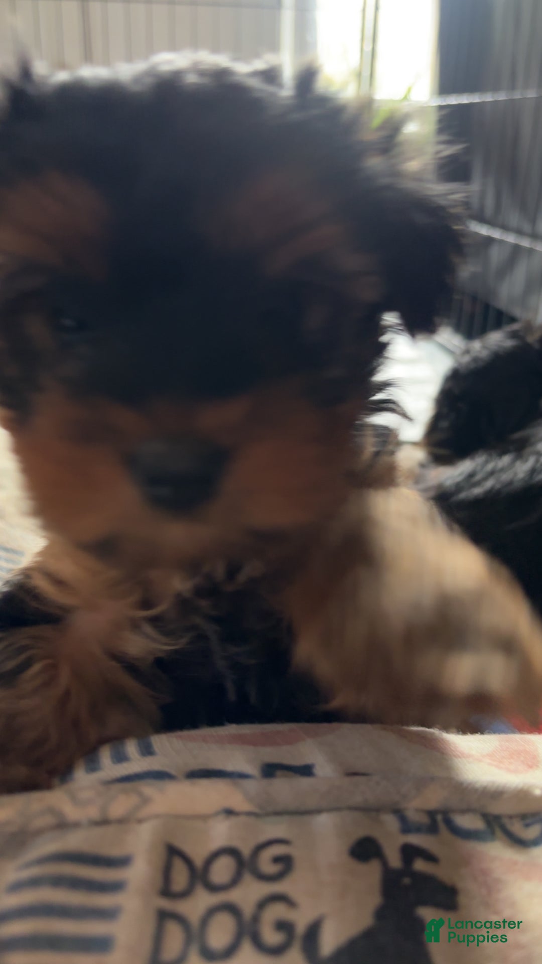 Yorkshire Terrier dogs for sale: Yorkshire Terrier sue - Ad 6