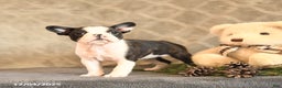 Boston Terrier dogs for sale: Noel - Ad 3