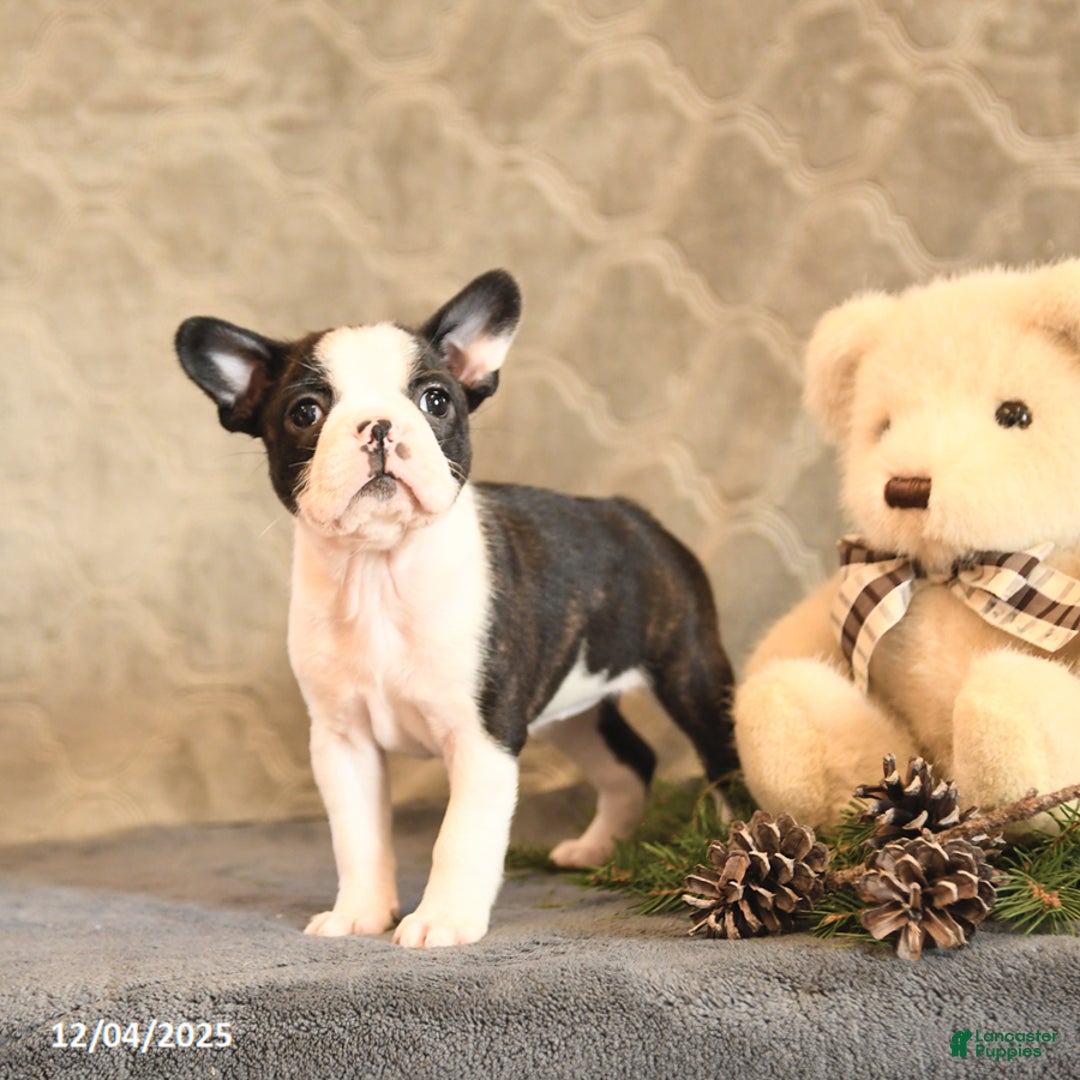 Boston Terrier dogs for sale: Noel - Ad 3