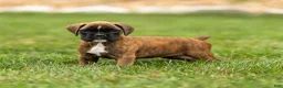 Boxer dogs for sale: Lori Boxer Puppy  - Ad 3