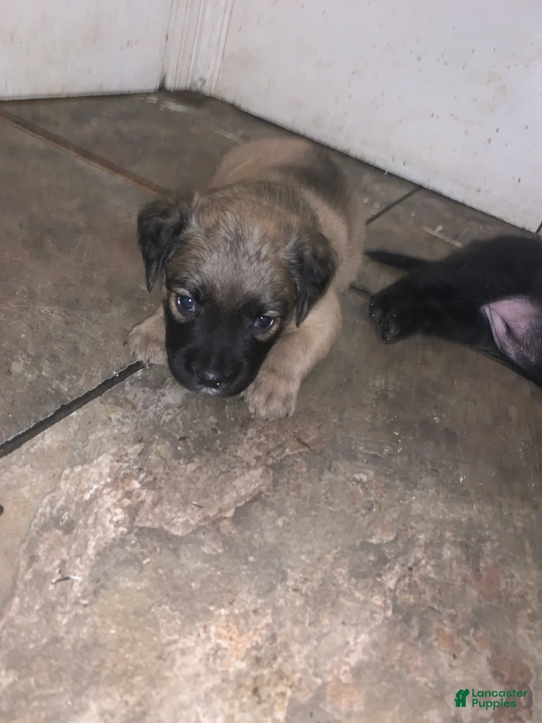 Mixed Breed dogs for sale: Red nose brindle pit bull mix with American mastiff  - Ad 2