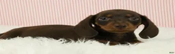 Miniature Dachshund dogs for sale: Loki 🦔 - Ad 9