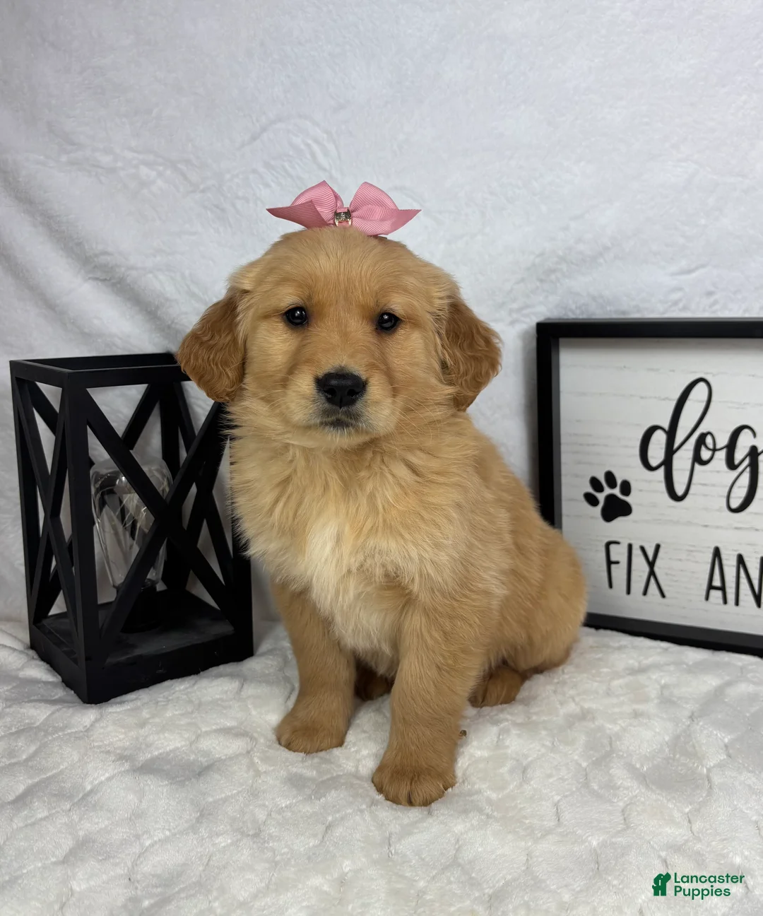 Golden Retriever dogs for sale: Goldie - Ad 5