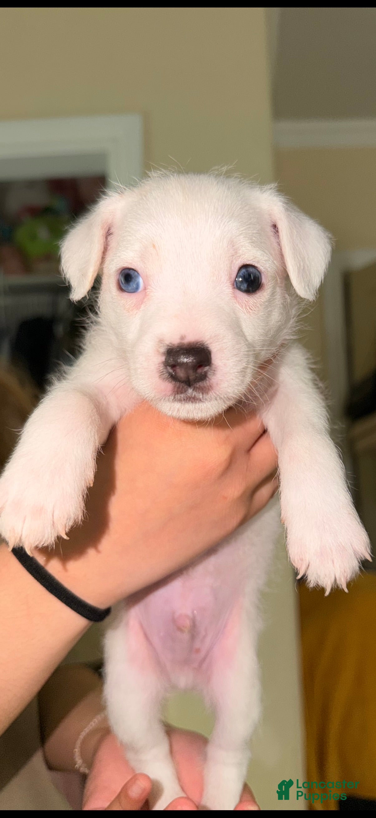 Jack Russell Terrier dogs Jack Russell Terrier Puppy 3 - Ad 2
