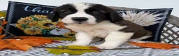 Saint Bernard dogs for sale: Bronco - Ad 5