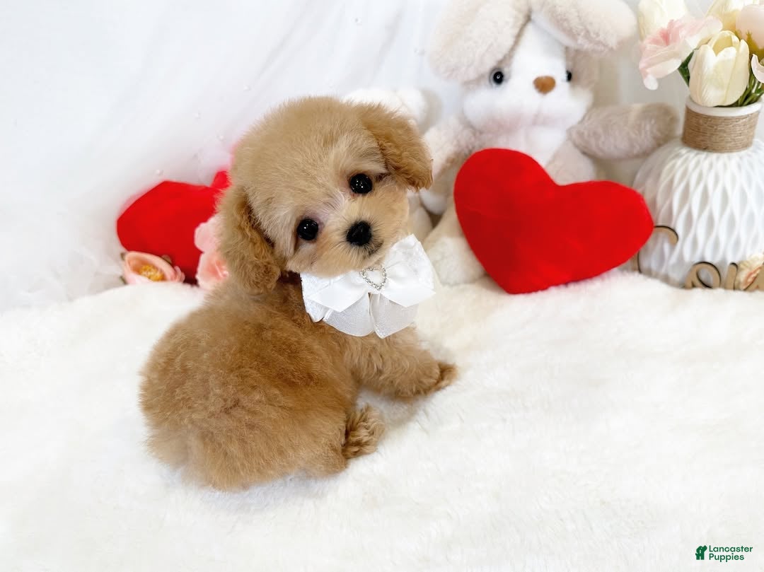 Toy Poodle dogs for sale: Linda - Ad 31