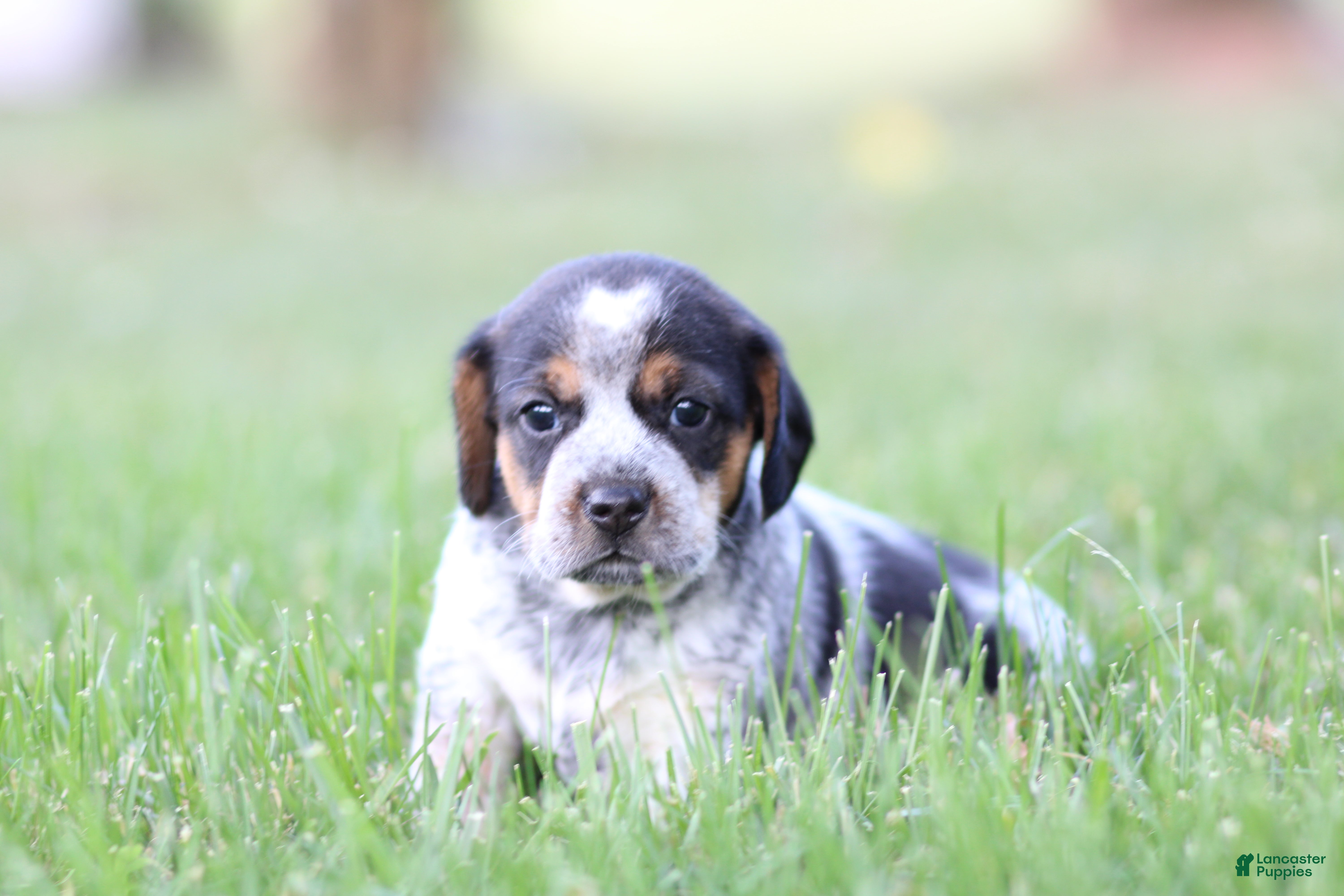 Mixed Breed dogs Pirate - Ad 18