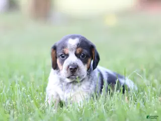 Mixed Breed dogs Pirate - Ad 18
