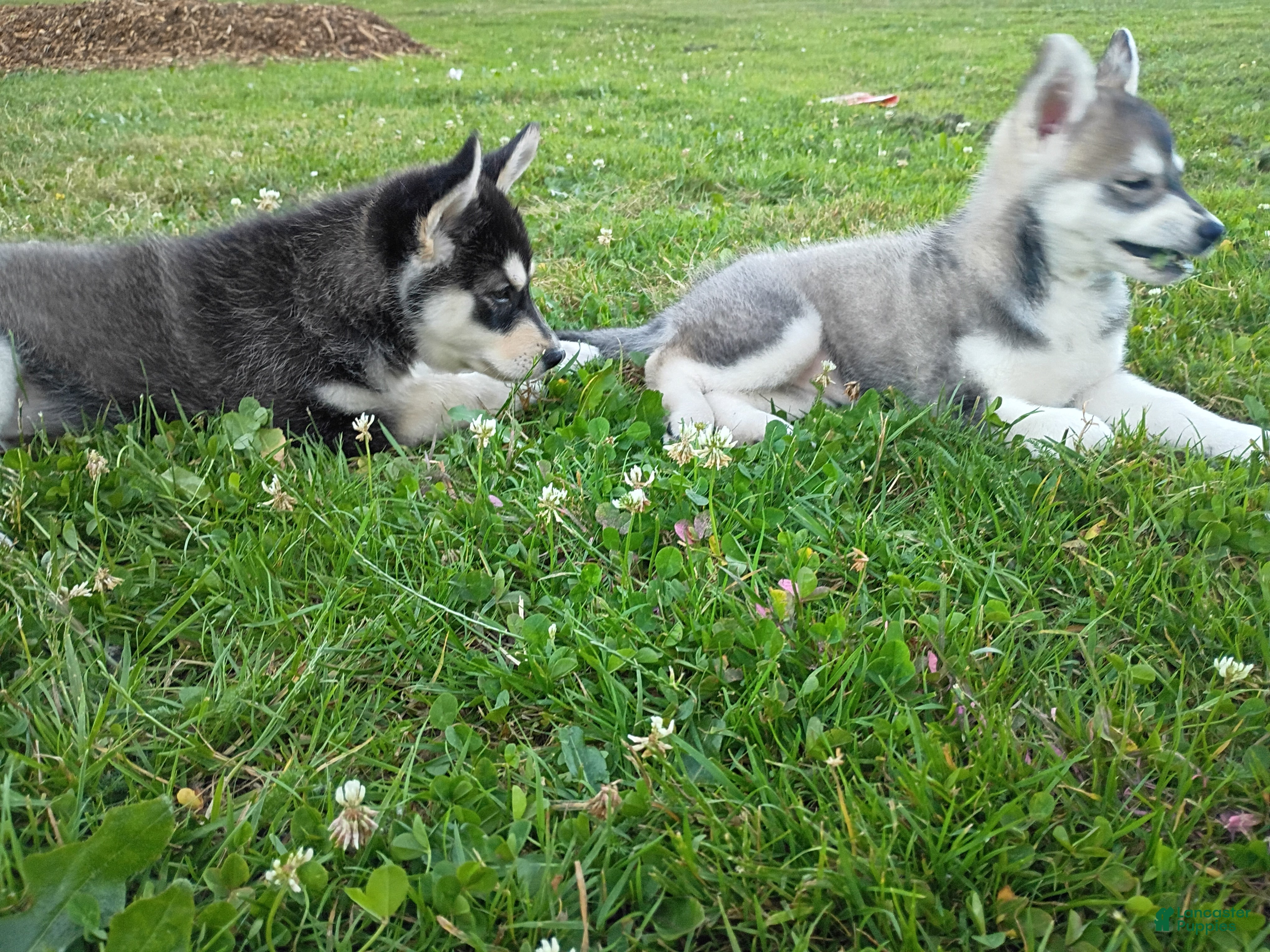 Siberian Husky dogs Siberian Husky 2 - Ad 2