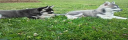 Siberian Husky dogs for sale: Siberian Husky 2 - Ad 2