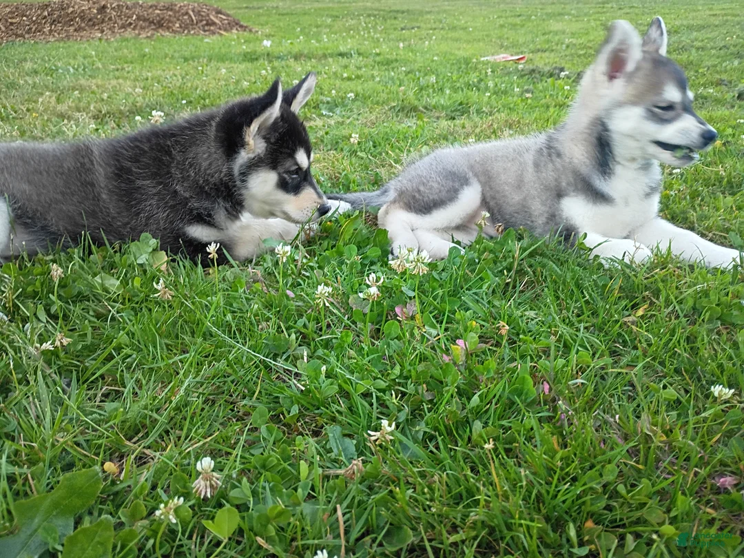 Siberian Husky dogs for sale: Siberian Husky 2 - Ad 2