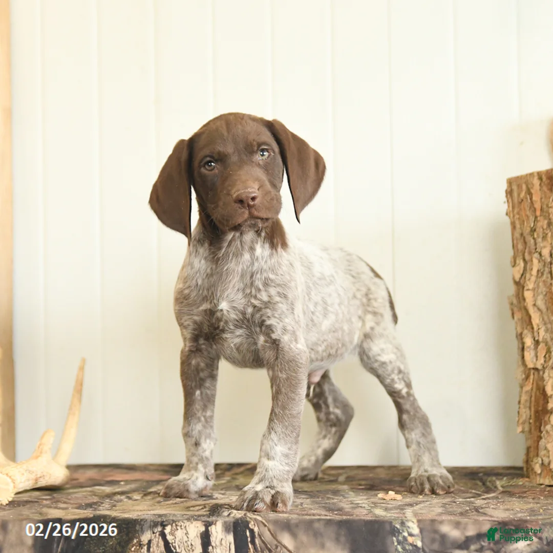 German Shorthaired Pointer dogs for sale: Dakota - Ad 4