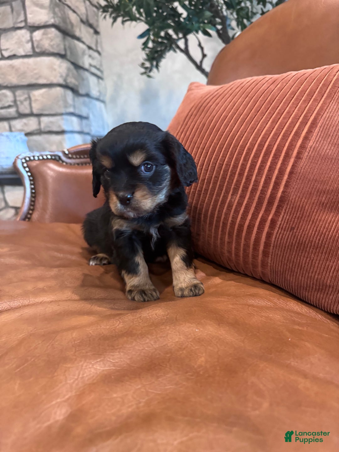 Mixed Breed dogs for sale: Mixed Breed Puppy 4 - Ad 2